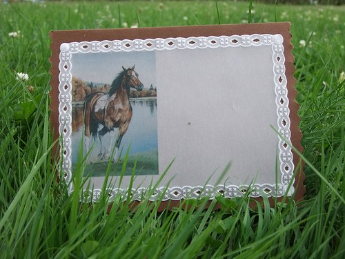 Koňské ržání — foto 3