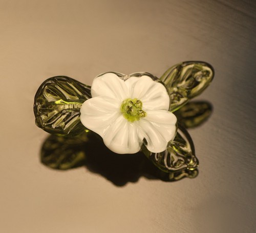 Kyti něžnolistá — foto 2