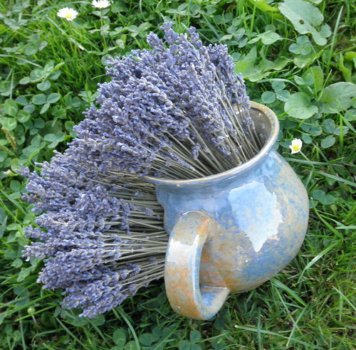 Rostu všude — foto 3