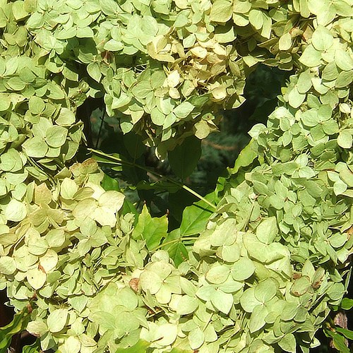Srdce hortenziové — foto 3