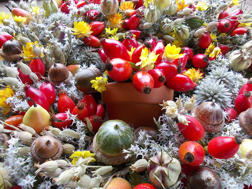 Podzimní úroda — foto 5