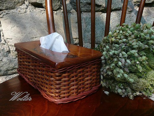 Kapesníkovník - hnědý pásek — foto 3