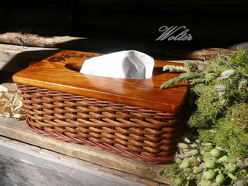 Kapesníkovník - hnědý pásek — foto 2