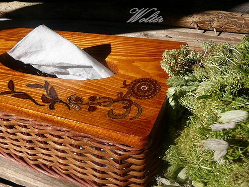 Kapesníkovník - hnědý pásek — foto 4