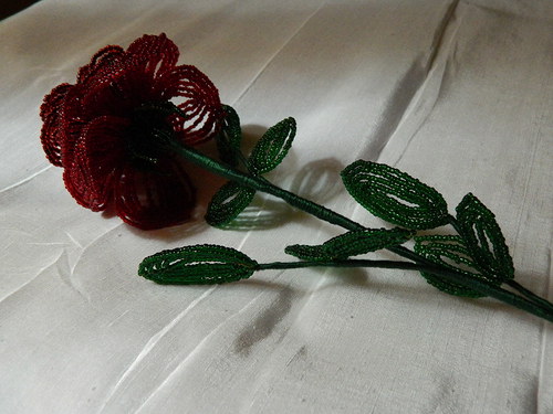 Růže — foto 2