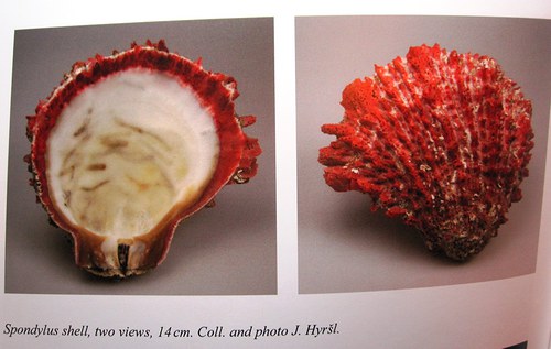 Spondylus - kabošon č.1 — foto 2