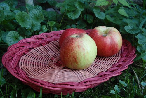Oválná ošatka — foto 3