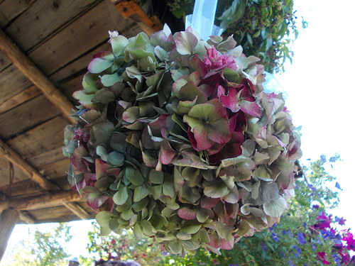 Hortenziové koulení — foto 3
