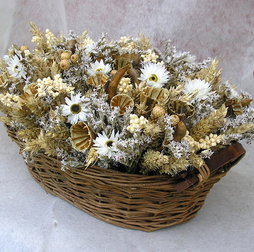 Hnědáček přírodní — foto 2