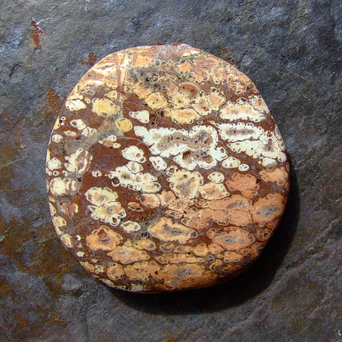 Jaspis Leopardí — foto 2