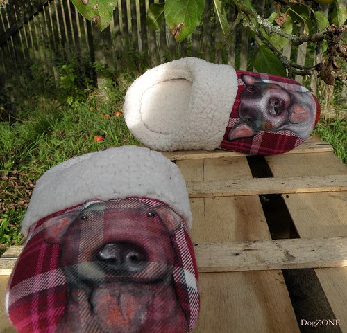 Bullie...bačkůrky — foto 4