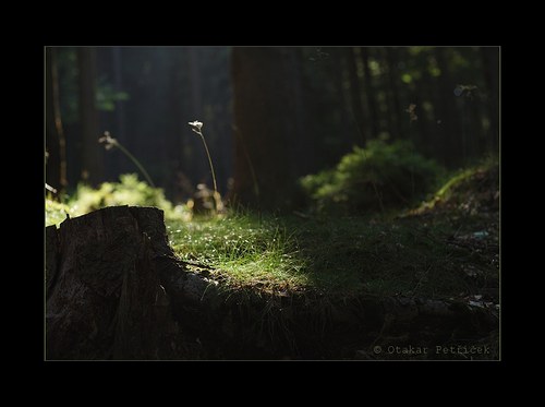 Lesní podvečer — foto 2