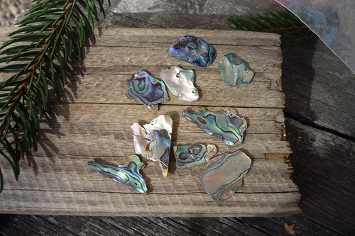 Paua mušle č. 6692 — foto 2