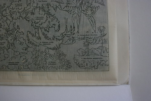 Barevná litografie - prales — foto 2