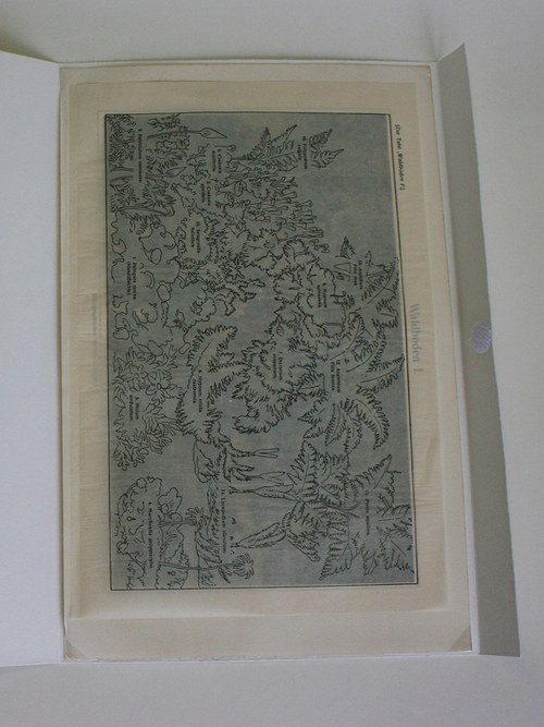 Barevná litografie - prales — foto 3