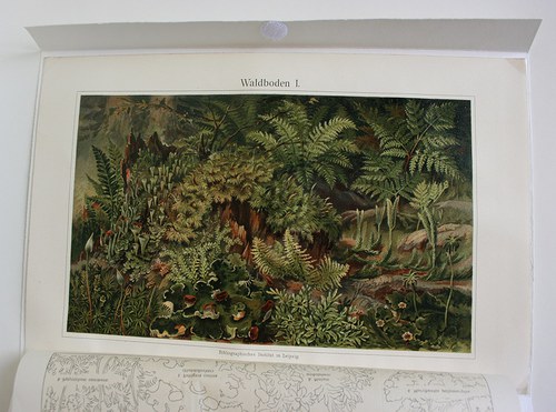 Barevná litografie - prales — foto 4
