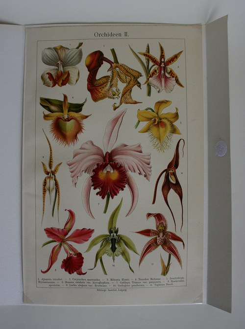 Barevná litografie - orchidej — foto 2