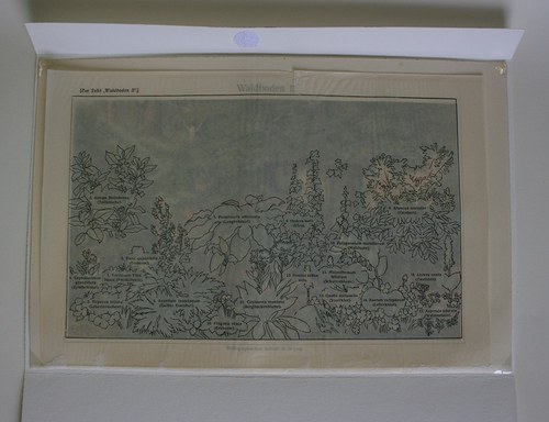 Barevná litografie - prales — foto 2