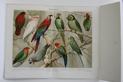 Barevná litografie - rajky — foto 2