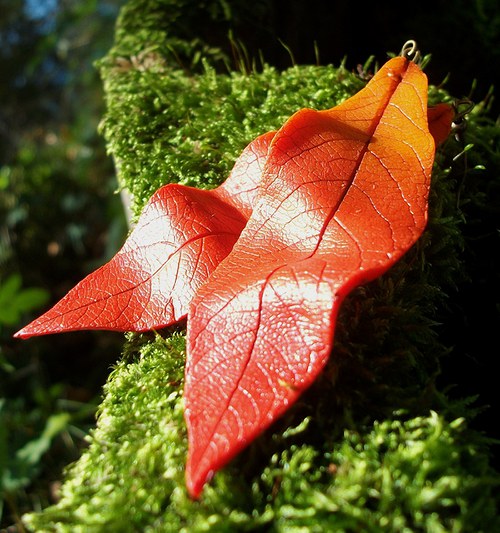 Lístečky dlouhé... — foto 2