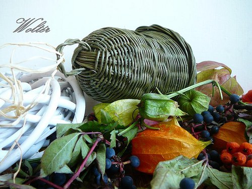 Zvonek zelený - velký — foto 3