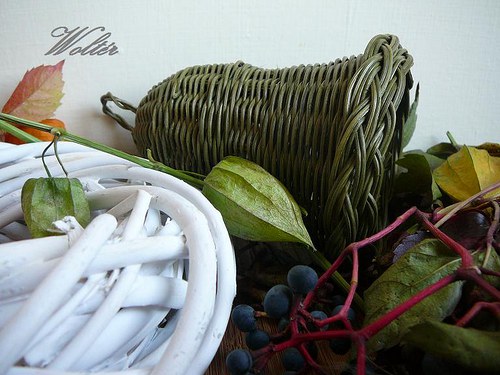 Zvonek zelený - velký — foto 2