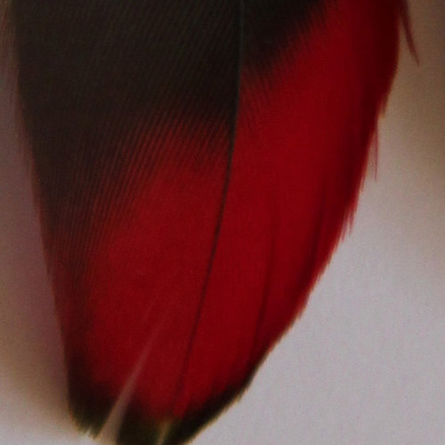 Pírkové rudé a černé — foto 2