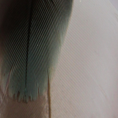 Popelavé bílomodrozelené — foto 2