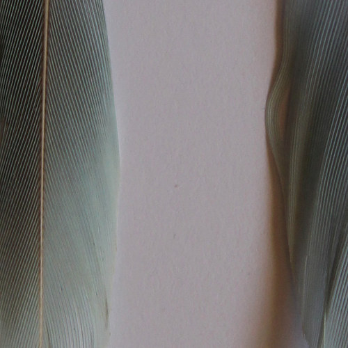 Pírkové tyrkysové — foto 2