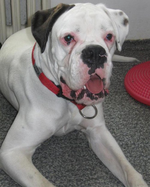 Háčkovaný boxer — foto 2