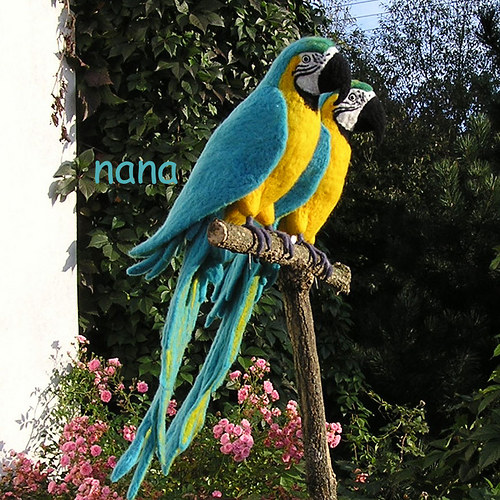 Ara Ararauna 1kus — foto 3