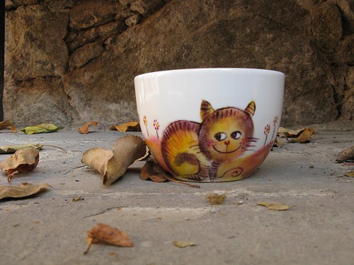 Miska kočičí — foto 2