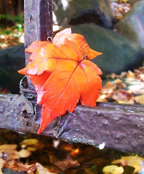 Javůrky střední — foto 5