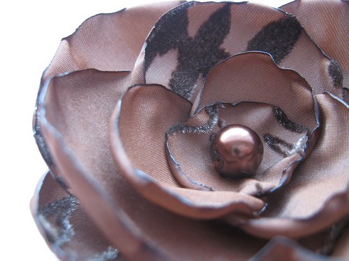 Coffea arabica... — foto 2
