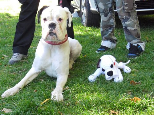 Háčkovaný boxer — foto 6