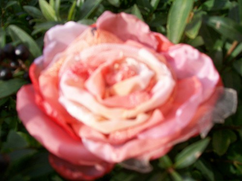 Rosa Exelenta — foto 2
