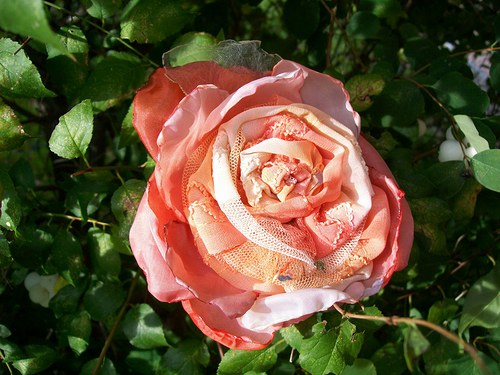 Rosa Exelenta — foto 3