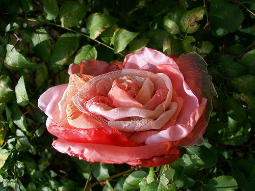 Rosa Exelenta — foto 5