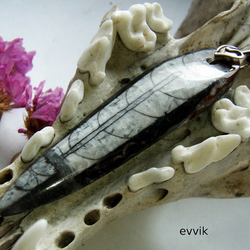 Exklusivní orthoceras — foto 3