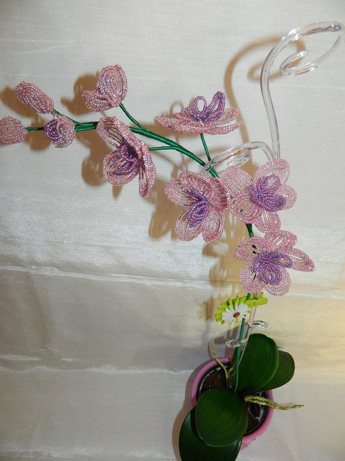 Orchidej — foto 2