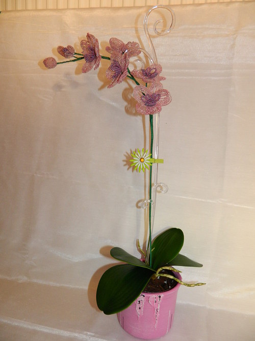 Orchidej — foto 3