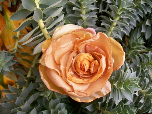 Rosa Theea — foto 2