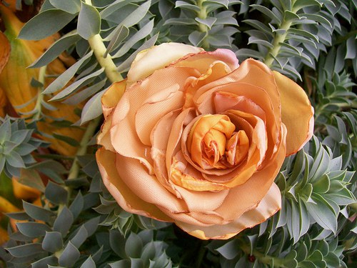 Rosa Theea — foto 3