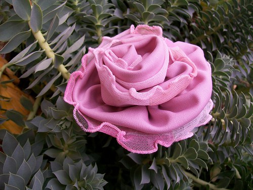 Rosa Ballerina — foto 3