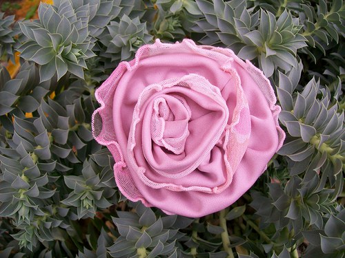 Rosa Ballerina — foto 5