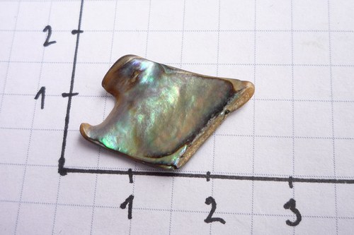 Paua mušle č. L7542 — foto 3