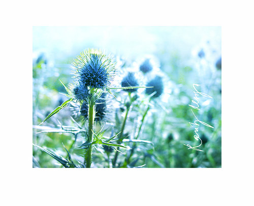 Summery fog — foto 2