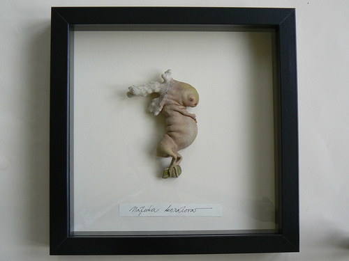 Náfuka korálová — foto 3