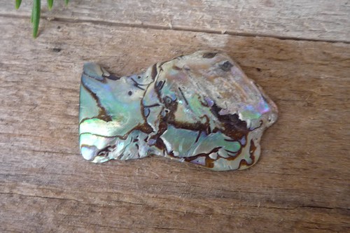 Paua mušle č. L7727 — foto 2