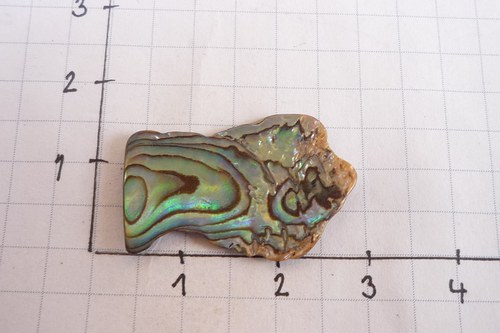 Paua mušle č. L7727 — foto 3